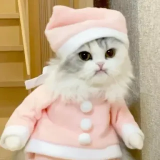 ❤️ cat, santa, christmas, pet, kitten, cute telegram sticker