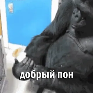 😇 добрый пон Gorila, Animal, Meme, Engraçado, Macaco whatsapp sticker