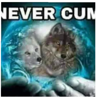 🚫 NEVER CUM Wilk, Wilki, Zwierzęta, Meme, Śmieszne telegram sticker