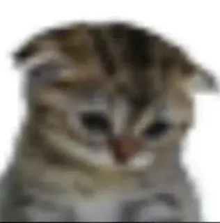 😞 sad cat telegram sticker