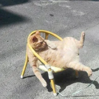 👣 猫, 椅子, 动物, 宠物, 搞笑, 放松, 可爱, 猫科动物 telegram sticker