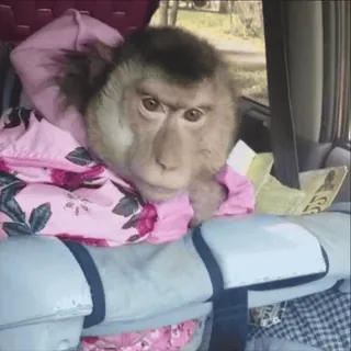 🗿 monkey, animal, cute, pet, primate telegram sticker