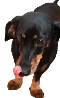 😋 собака, питомец, животное, милый, такса whatsapp sticker