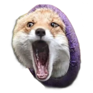 🍩 fox, animal, meme, funny, surprised, shocked telegram sticker