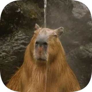 🚿 capybara telegram sticker