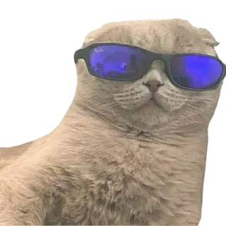 😎 แมว, แว่นกันแดด, สัตว์, มีม, เจ๋ง, ตลก telegram sticker