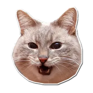 😺 cat, animal, pet, feline, mammal telegram sticker