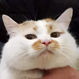 😼 mèo, động vật, dễ thương, thú cưng, nhà telegram sticker