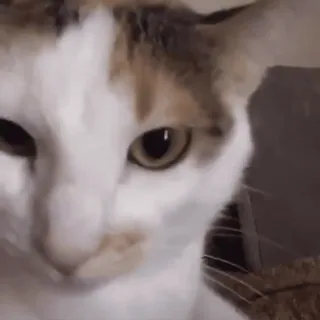 🎧 cat, pet, animal, calico, cute, domestic animal telegram sticker
