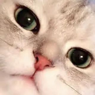 🐾 cat, pet, animal, cute, kitten, domestic cat, eye, face telegram sticker