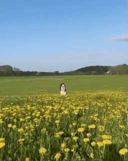 🐶 alam, ladang, bunga, pemandangan, dandelion, musim semi, langit, padang rumput whatsapp sticker