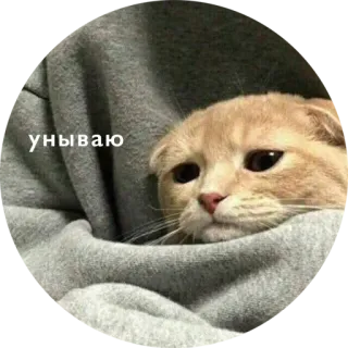 😔 унываю kat, verdrietig, schattig, dier, russisch whatsapp sticker