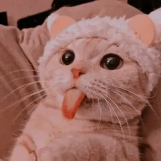 🐾 แมว, ลิ้น, สัตว์, ลูกแมว, สัตว์เลี้ยง, น่ารัก whatsapp sticker