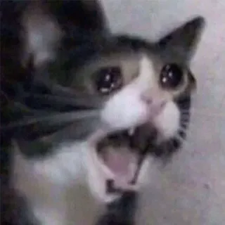 😒 cat, crying, meme, animal, sad whatsapp sticker