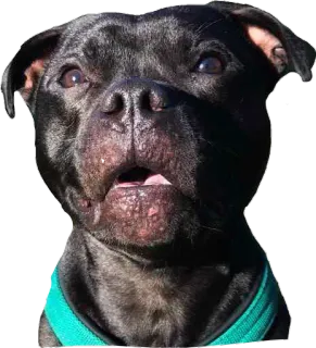😕 dog, pet, animal, portrait, puppy, black dog whatsapp sticker