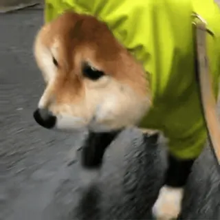 🐕 Hund, Shiba Inu, Regenmantel, Tier, Haustier telegram sticker