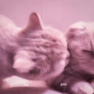 🍑 me you gatos, carinhoso, amor, animais de estimação, animais, beijo telegram sticker