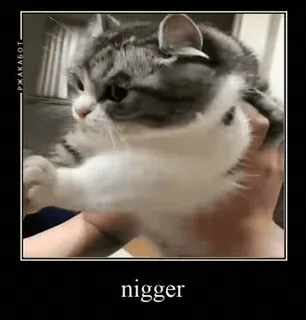 🌟 nigger แมว, ก้าวร้าว, คำหยาบ, มีม, สัตว์ whatsapp sticker