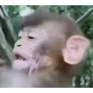 🤔 aap, dier, wildlife, primaat, mensaap, natuur whatsapp sticker