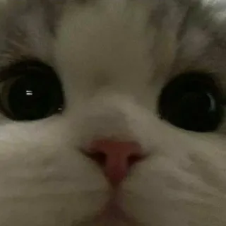 😶 cat, close-up, animal, pet, eyes telegram sticker
