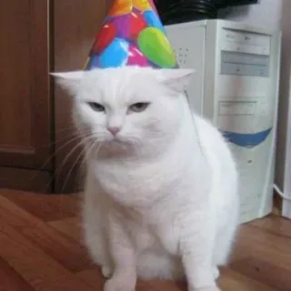 😾 猫, パーティー帽子, 白猫, 不機嫌, お祝い, 動物, ペット telegram sticker