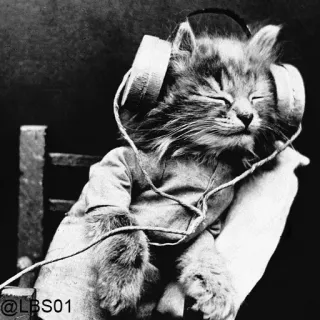 🎧 @LBS01 chat, écouteurs, musique, animal whatsapp sticker