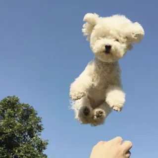 ☁️ dog, pet, sky, toy poodle, white dog, flying, jumping telegram sticker