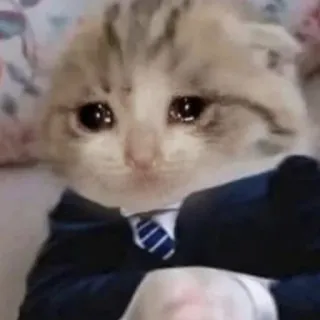 🐱 猫, 悲しい, 泣く, スーツ, ミーム, 動物, 子猫 telegram sticker