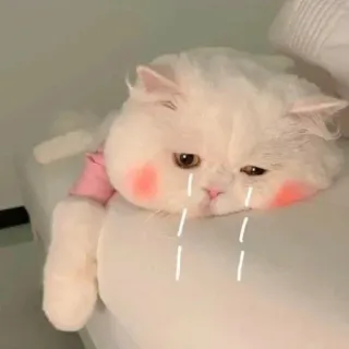 🐾 고양이, 슬픈, 눈물, 귀여운, 동물, 흰색 telegram sticker