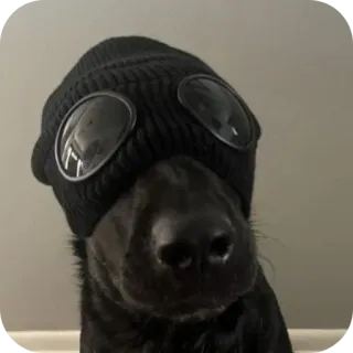 🐶 whatsapp sticker