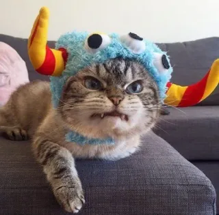🐱 gato, animal, animal de estimação, animal doméstico, fantasia, engraçado, fofo telegram sticker
