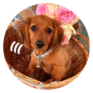 😞 子犬, 犬, ダックスフンド, かご, 花, バラ, かわいい, 動物 telegram sticker