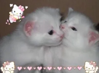 🍄 Hello Kitty kitten, cat, cute, animal, pet, Hello Kitty telegram sticker