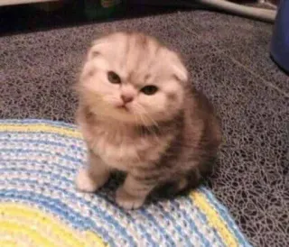 😡 cat, kitten, scottish fold, animal, pet, cute whatsapp sticker