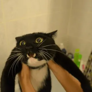 😖 gato, animal, animal de estimação, gato preto, agressivo, bravo, animal doméstico whatsapp sticker