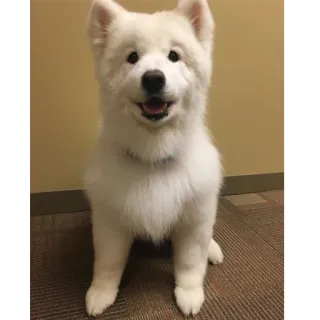 Cloud Puppos telegram stickers