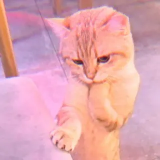🐾 Katze, Tier, süß, Haustier, Kätzchen, Haustier whatsapp sticker
