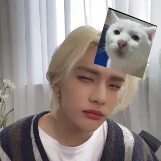 😑 orang, kucing, meme, potret, lucu telegram sticker