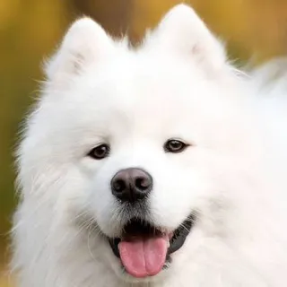 ❤️ Hund, Samojede, weiß, flauschig, Haustier, Tier, niedlich, zahm telegram sticker