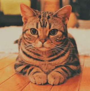 🐱 kot, zwierzę, zwierzę domowe, zwierzę domowe, kotowate, kocur, ssak telegram sticker