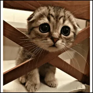 🐾 Katze, Kätzchen, süß, Tier, Haustier, Scottish Fold, Katzenartig, entzückend telegram sticker