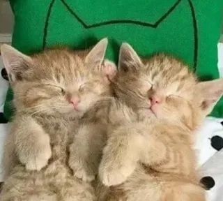 🎀 kittens, cats, sleeping, cute, animals whatsapp sticker