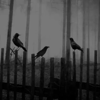 🖤 crow, birds, nature, forest, dark, black and white telegram sticker