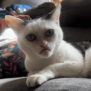 ☹️ Katze, Kätzchen, Haustier, Tier, Hauskatze, Weiße Katze, Süß telegram sticker