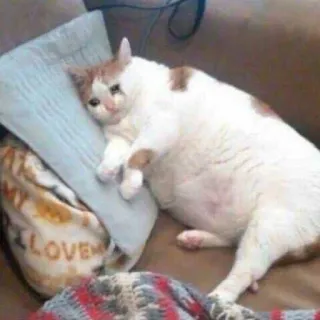 😢 LOVE cat, sad, cute, animal, pet, meme, unhappy, pillow telegram sticker