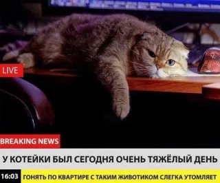 🌟 У КОТЕЙКИ БЫЛ СЕГОДНЯ ОЧЕНЬ ТЯЖЁЛЫЙ ДЕНЬ 
ГОНЯТЬ ПО КВАРТИРЕ С ТАКИМ ЖИВОТИКОМ СЛЕГКА УТОМЛЯЕТ Katze, Nachrichten, müde, Tier, russisch telegram sticker