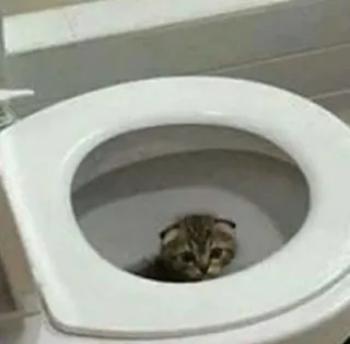 🌟 gato, banheiro, gatinho, animal, animal de estimação, humor telegram sticker