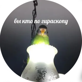 😐 вы кто по гираскопу papegaai, vogel, kroonluchter, licht, huisdier telegram sticker