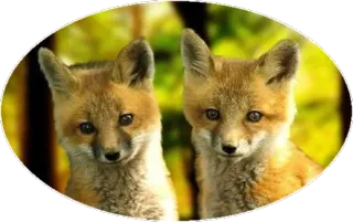 🦊 füchse, tiere, wildtiere, natur telegram sticker