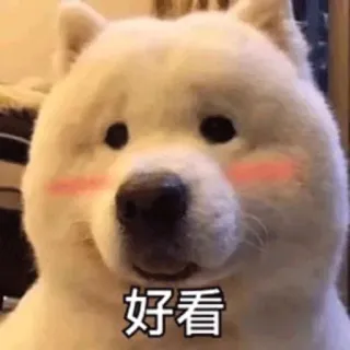 😍 好看 perro, lindo, samoyedo, chino, texto, meme telegram sticker
